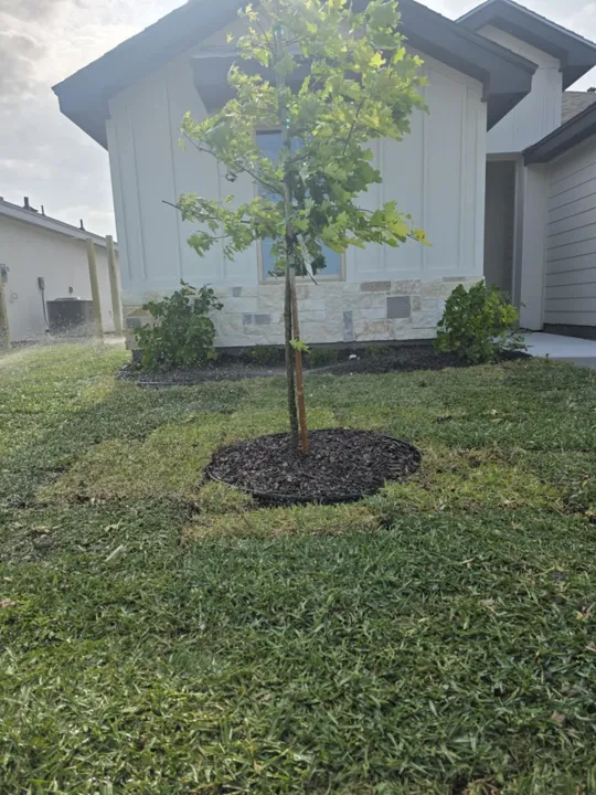 Lawn and tree planting from the JS Irrigation Services gallery, photo 21