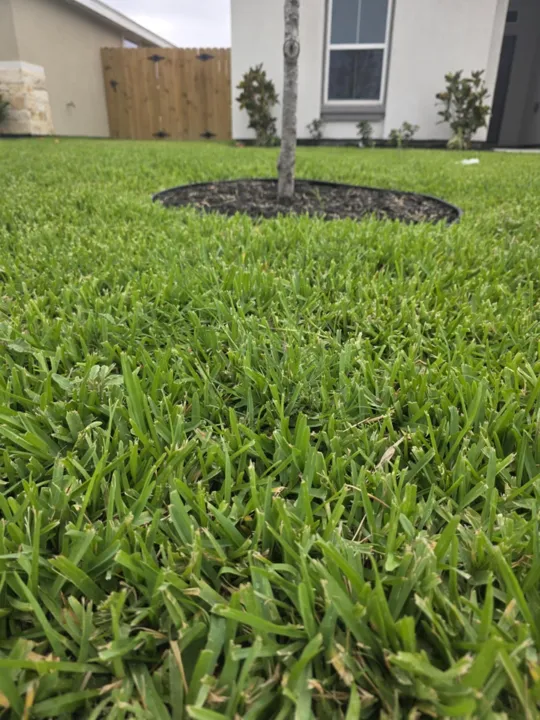 Lawn care around a tree bed from the JS Irrigation Services gallery, photo 47