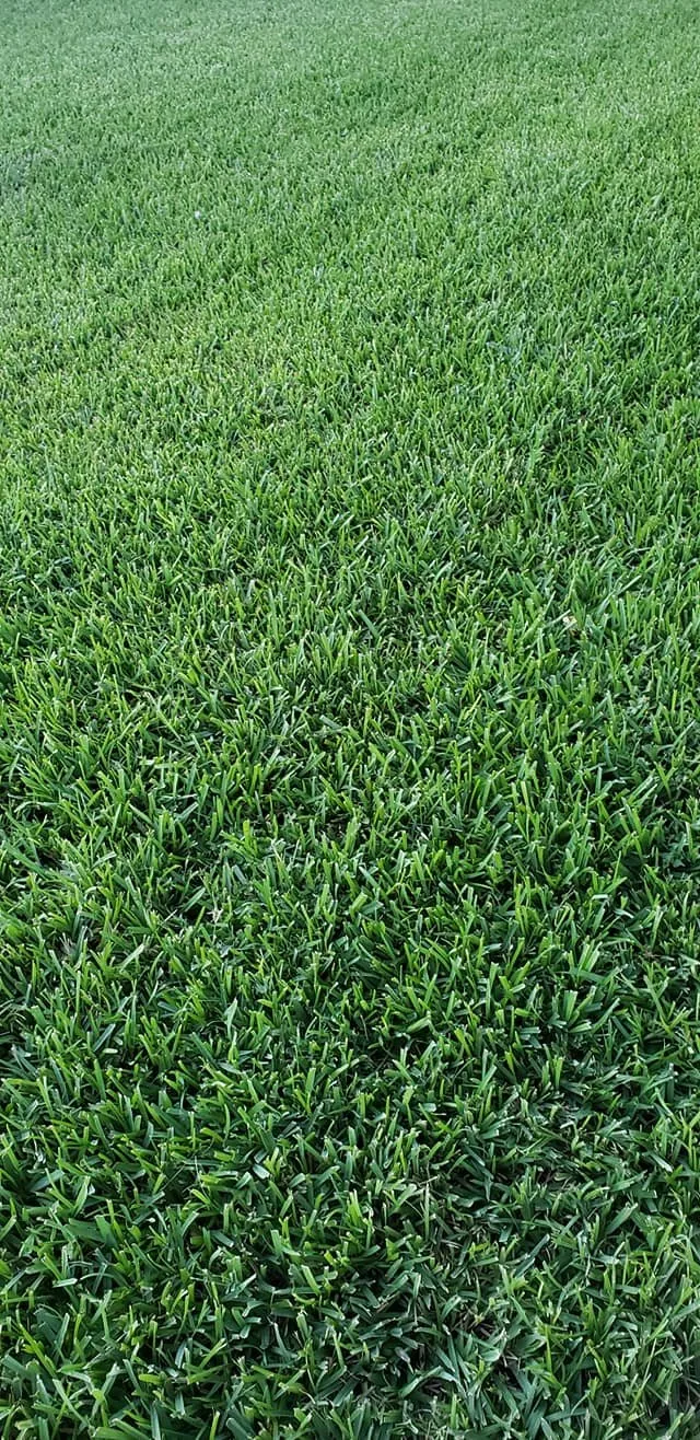 A close view of green grass from the JS Irrigation project gallery