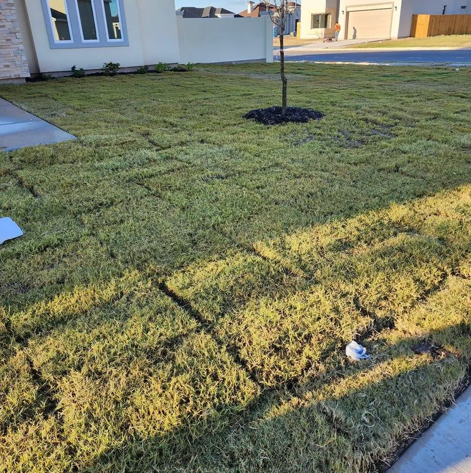 Discuss watering and care